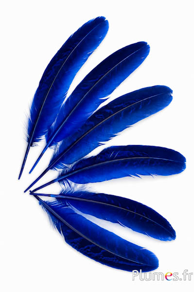 Fagiano di Colchide - 15-20 cm - blu